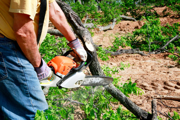 Best Tree Branch Trimming  in Robinson, TX